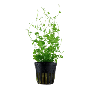 Hydrocotyle tripartita