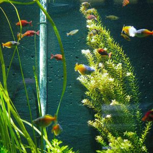 Aquarium Plants